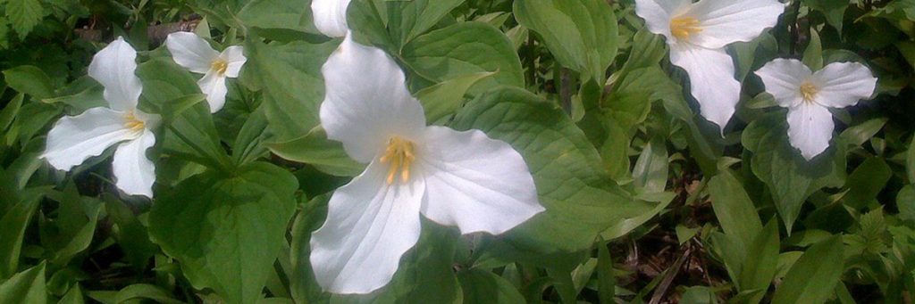 White Trillium flowers